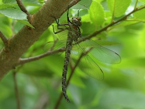 Cyrano Darner - Nasiaeschna pentacantha